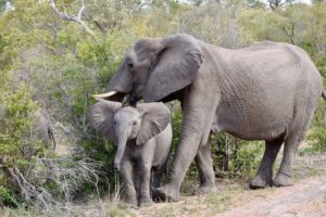 Travel Packing Tips for Africa: When Every Pound Counts