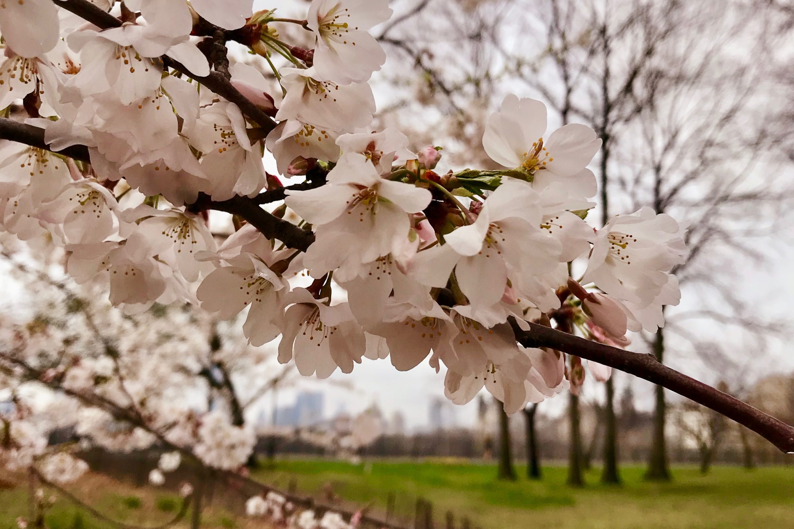 Central Park's Cherry Blossoms Bloom Guide 2022