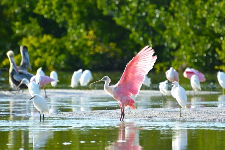 Roseate Spoonbill, a resident bird species in Fort Myers, Florida