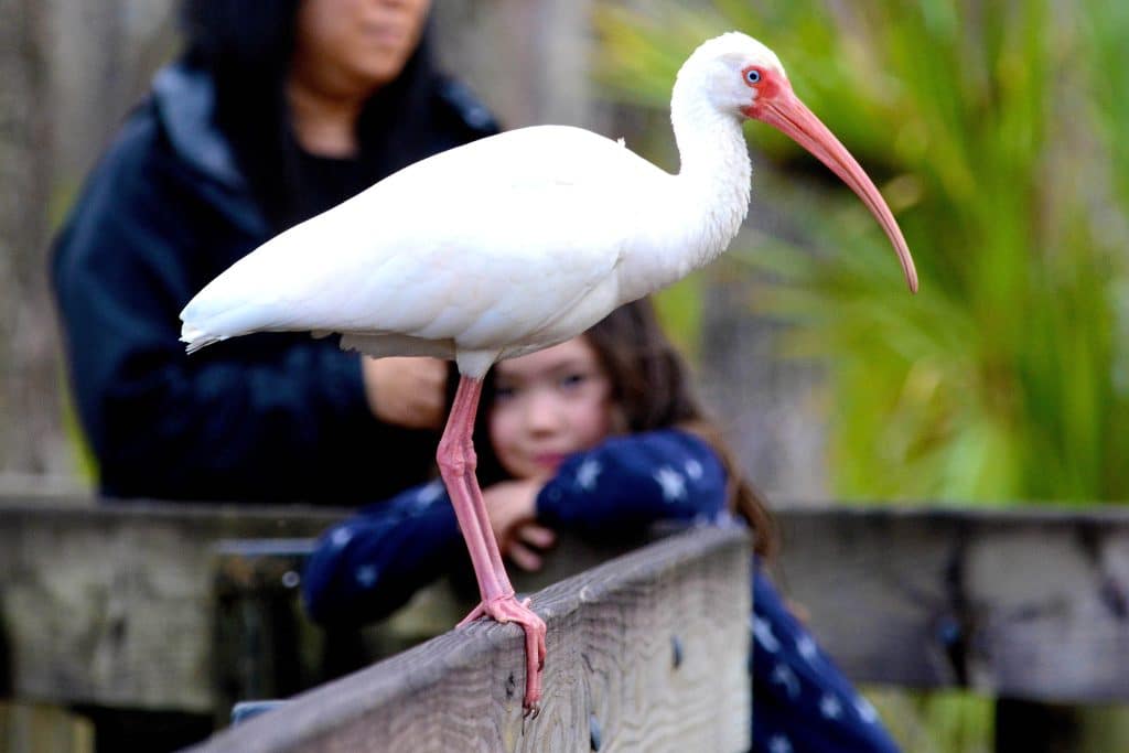 White Ibis, one of the bird species to see in Fort Myers, Florida.