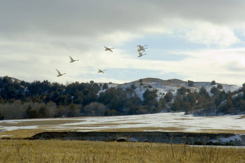 Cranes flying over snow covered field in Valentine, Nebraska