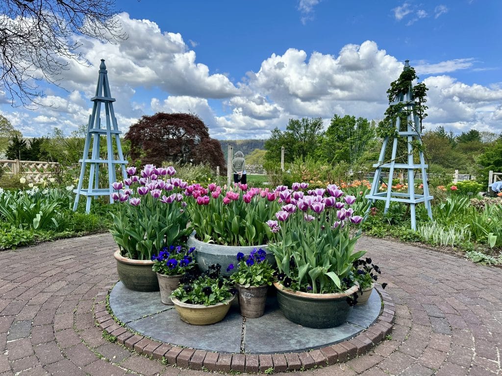 Potted spring tulips and flowers at Wave Hill Garden near New York City
